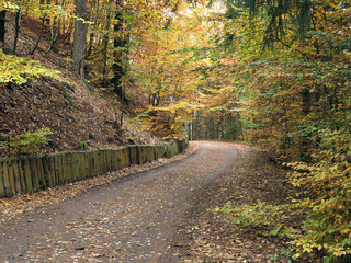 Empty road in the autumn forest