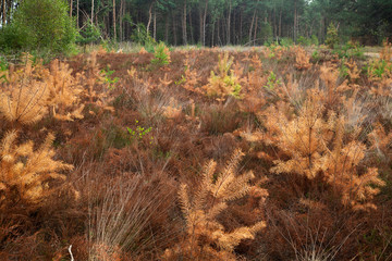 Dried out heather and young pine trees © roelmeijer