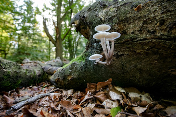 Large amount of porcelain mushrooms growing on the side of a tree