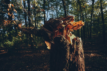Blowed down tree in the autumn forest with striking sunlight.