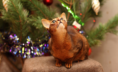 Abyssinian cat looks at the shiny ribbon.