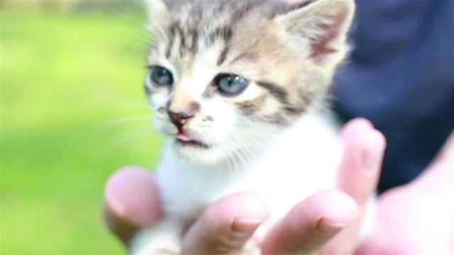 Cute kitten outdoors. Close up 