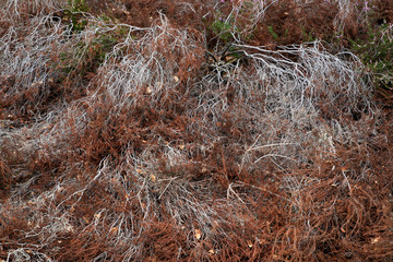 Starving heather plant, due of hot dry summer