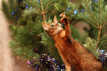 Abyssinian cat playing with tinsel. Pets are always involved in the preparation for the holiday.