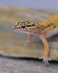 Closeup of a common leopard gecko standing on rock