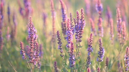 Lavender at sunset, field of purple flowers.