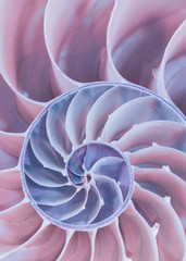 Extreme closeup of a cross section of a Nautilus shell in pastel pink and blue colors