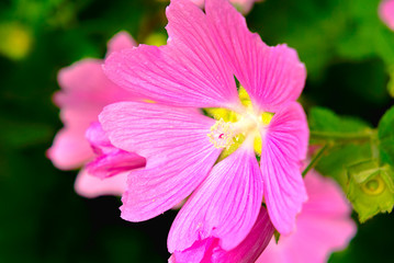 Purple mallow flower.