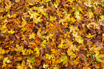 Yellow autumn leaves background