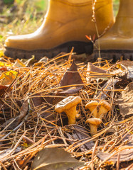 Chanterelle mushrooms on   background of yellow rubber boots