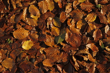 Autumn
