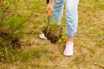 Fototapeta premium Woman digging hole in garden