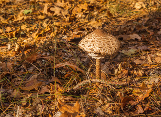 Macrolepiota procera mushroom in the autumn forest