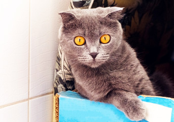 a british shorthair cat