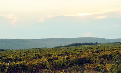 landscape of the vineyard