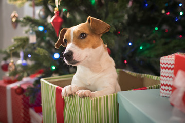 dog under the christmas tree