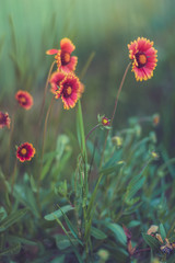 Glade orange rudbeckia flowers in summer garden with green fog.
