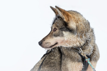 Husky dog close-up, Lapland, Finland