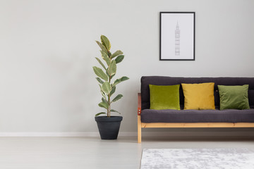 Copy space on the empty wall of stylish living room with sofa and green plant in black pot, real...