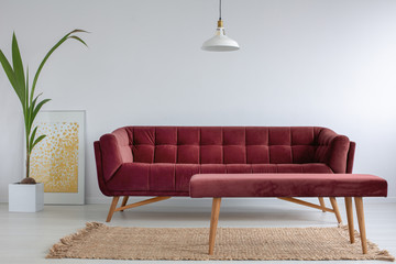 Velvet burgundy couch in bright living room interior with green plant in white pot, natural beige carpet on the floor and golden poster in white frame, real photo