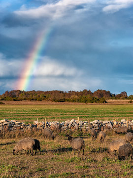 Picture of sheeps or goats on the grass with rainbow at the background