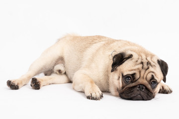 Cute pet dog pug breed lying and smile with happiness feeling so funny and making serious face isolated on white background,Healthy Purebred Dog Concept