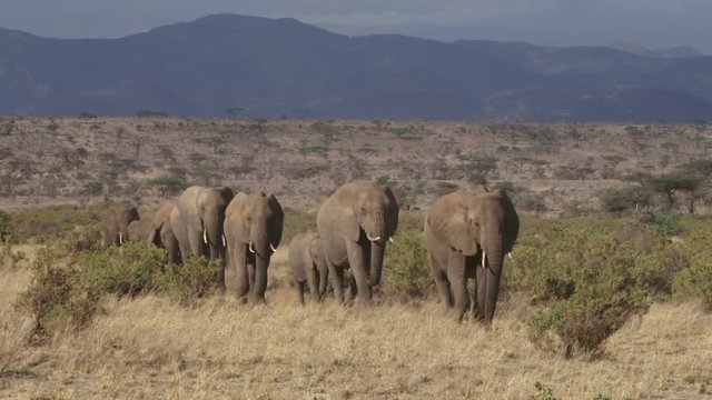 A line of elephants facing the camera heads to the river.mov
