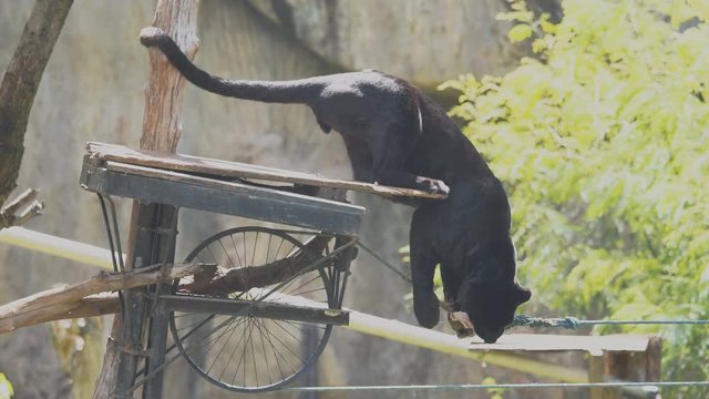 The panther is eating the bait.