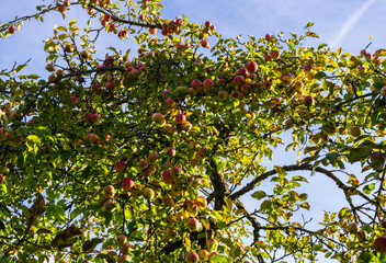 Fototapeta na wymiar Branch of apple trees bending under the weight of fruit. Autumn orchard.