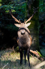 Naklejka premium Portrait of a Powerful Red stag deer lit by sunlight in the forest
