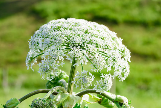 poisonous blooming giant weed hogweed
