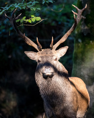 Naklejka na ściany i meble Portrait of a Powerful Red stag deer lit by sunlight in the forest