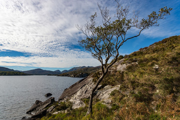 Fototapeta na wymiar Lone windswept tree on the edge of a lake in Killarney national park, Ireland