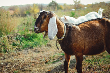 Beautiful Anglo-Nubian goat with large white ears.