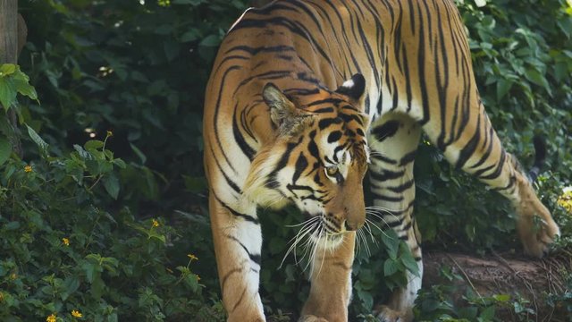 The tiger is walking down the water.