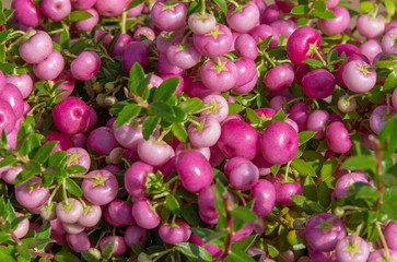 violet snowberry fruits