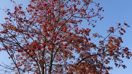 Red Rowan Tree Against a Blue Sky