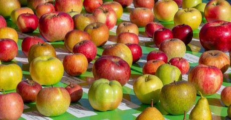 various apple breeds