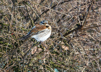 Fieldfare sitting on the branch (Turdus pilaris)