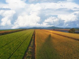 Aerial view of the green rice fields