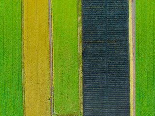Fototapeta premium Aerial top view photo from flying drone of a land with sown green fields