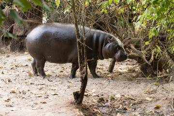 Hippopotamus on land.
