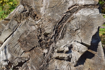 Cross rough cut of a big old tree.