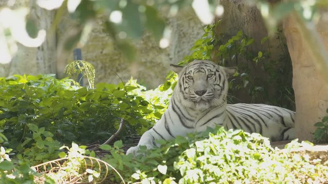White Tiger is relaxing.