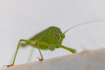 Green grasshopper with red eyes with white background