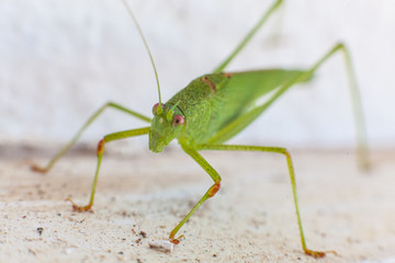 Green grasshopper with red eyes with white background