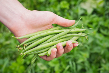 Woman hand holding green asparagus beans. Green foliage background