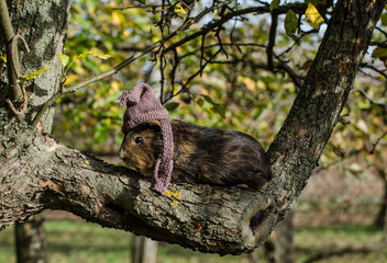 Obraz premium Guine pig wears knitted scarf and cup - autumn scene
