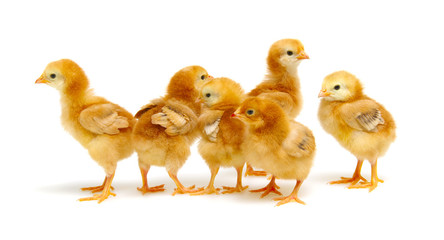 cute little newborn chickens