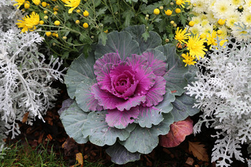 Colored decorative cabbage. Cauliflower in the garden.